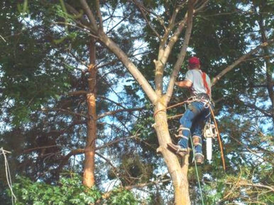 Standard Tree Trimming